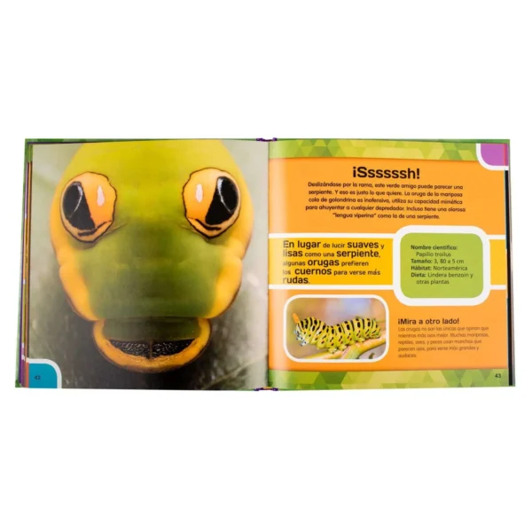 Close Up Insectos & Mariposas - Imagen 4