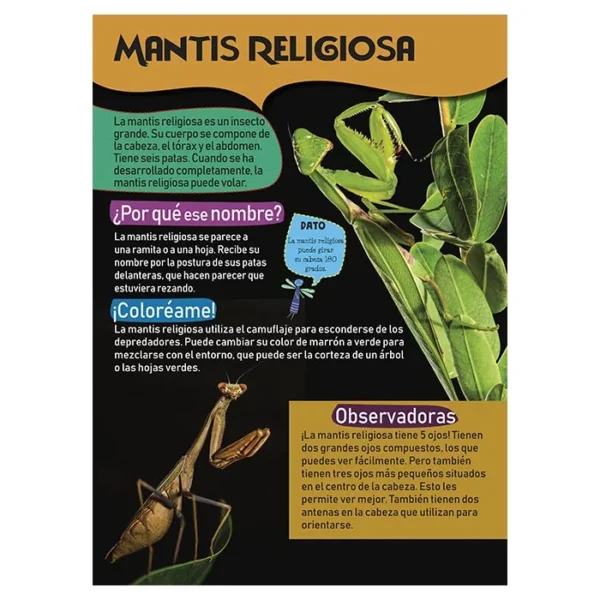 Mi Gran Libro de Insectos - Imagen 4