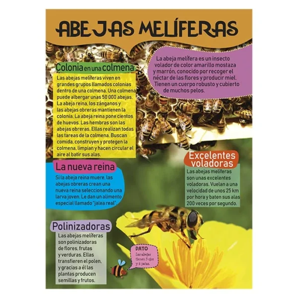 Mi Gran Libro de Insectos - Imagen 2
